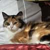 Tricolor Lady Lola sucht Einzelpalast