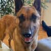 Malinois-Mix ROCKY wartet in 07806 Weira