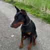 Enzo - kein einfacher Dobermann