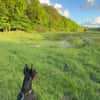 Enzo - kein einfacher Dobermann