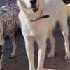 Leo - einfach ein toller Hund