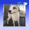 Leo - einfach ein toller Hund