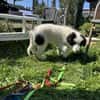 Süßer Guido