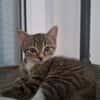 Censy