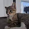 Censy