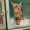 LINDA PAB28907