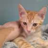 Biscuit [Chaton]