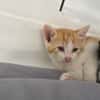 ABRICOT