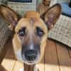 FEEBEE sucht ruhiges, liebes Zuhause