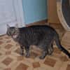 Lieber ruhiger Kater Gandalf
