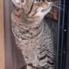 Lieber ruhiger Kater Gandalf