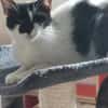 Thea Freundliches Katzenmädel sucht Familie