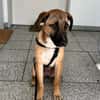 Dickie, geb. ca. 11/2025, 46236 Bottrop