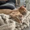 Cappuccino, feinfühliger Schmusekater, ca. 3 Jahre *in 47803
