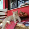 Cappuccino, feinfühliger Schmusekater, ca. 3 Jahre *in 47803