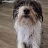 Wuschelhund zum verlieben - Moritz