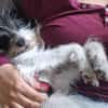 Wuschelhund zum verlieben - Moritz