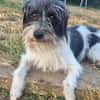 Wuschelhund zum verlieben - Moritz
