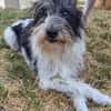 Wuschelhund zum verlieben - Moritz