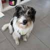 Wuschelhund zum verlieben - Moritz