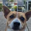 STÖPSEL