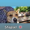STÖPSEL