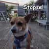 STÖPSEL