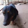 Lili  eine zweite Chance für ein großes Hundeglück