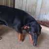 Lili  eine zweite Chance für ein großes Hundeglück