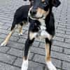 Welpenbub Malfi auf Pflegestelle in Mülheim an der Ruhr