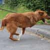 Shanto - kinderliebes Dreibein