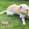 Indi - verschmust und lernwillig