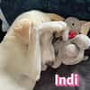 Indi - verschmust und lernwillig