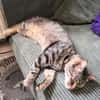 Schmusekater Tiger sucht passende Dosenöffner
