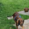 Musura sucht ein Zuhause