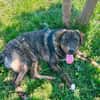 Monty ein toller Junghund