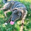 Monty ein toller Junghund