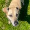 Arleta, verschmuste Hündin, 8Jahre