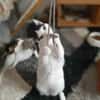 Florian, verschmuster Familienfreund, *in 55271 Stadecken