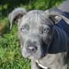 STOLLEN dit ZIP CHAO12584