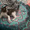 ZIVA