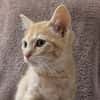 Sandy [Chaton]