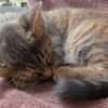 Noisette [Chaton]