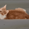 BARTSIE