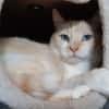 Keyling