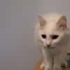 MARIE