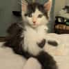 ALBERTINE À ADOPTEE AVEC SON FRÈRE OU SEULE SI VOUS AVEZ DÉJÀ UN CHAT PRÉSENT CHEZ VOUS