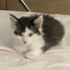 ALBERTINE À ADOPTEE AVEC SON FRÈRE OU SEULE SI VOUS AVEZ DÉJÀ UN CHAT PRÉSENT CHEZ VOUS
