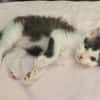 ALBERTINE À ADOPTEE AVEC SON FRÈRE OU SEULE SI VOUS AVEZ DÉJÀ UN CHAT PRÉSENT CHEZ VOUS