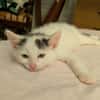 STERLITZ À ADOPTÉ AVEC SA SOEUR OU SEUL SI DÉJÀ UN CHAT PRÉSENT CHEZ VOUS